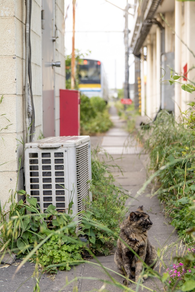 扇町駅の猫