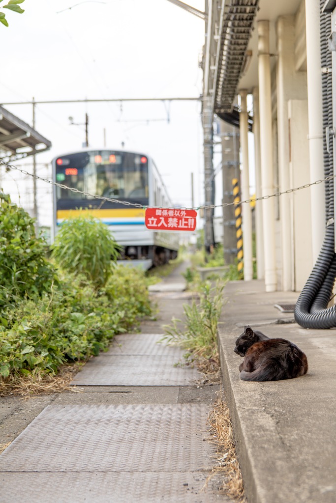 扇町駅の猫