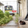 扇町駅の猫