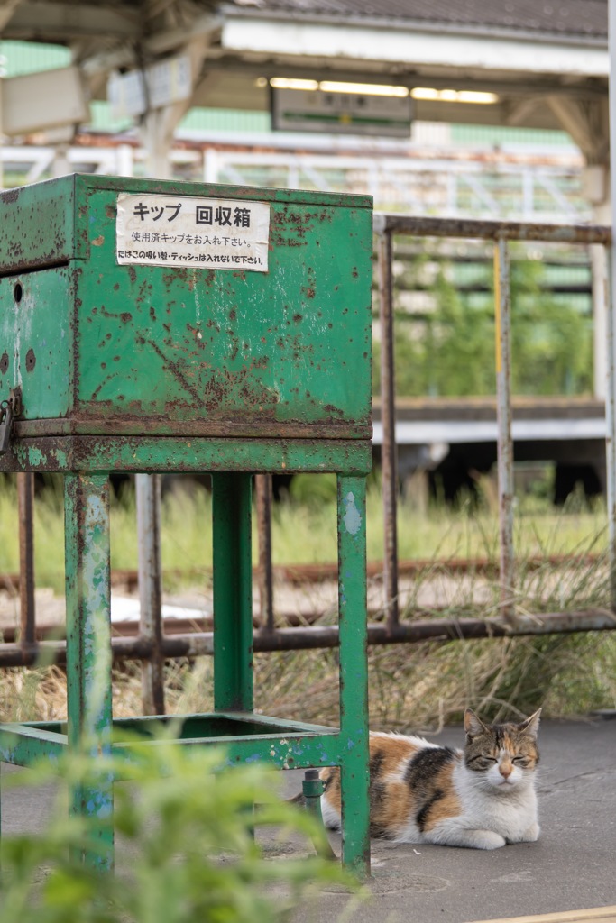 浜川崎駅の猫