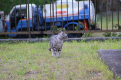 にゃんこ