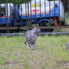 にゃんこ