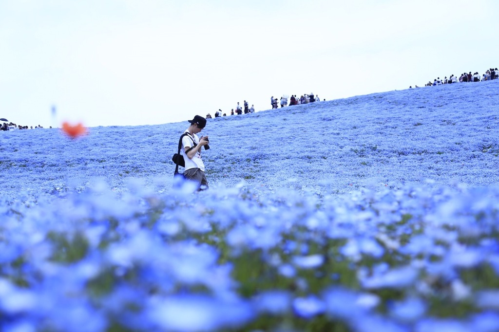 ネモフィラと自分