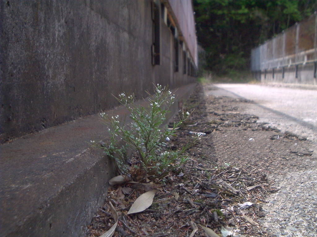 橋の上の草