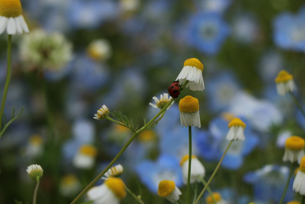 お花とてんとう虫