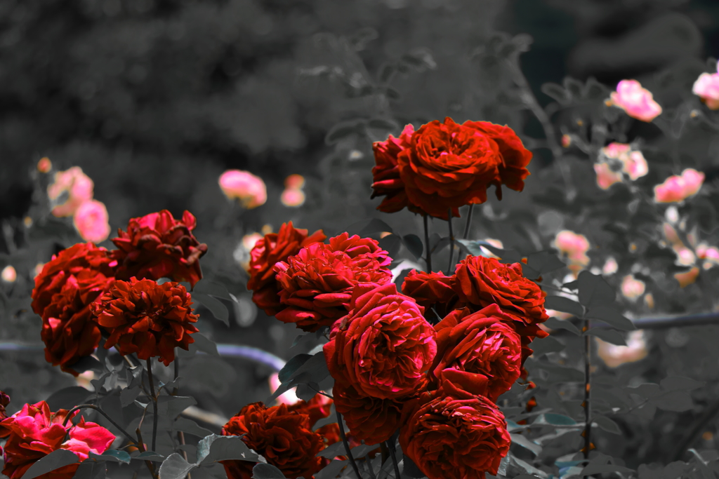 薔薇