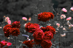 薔薇