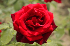 真っ赤な薔薇