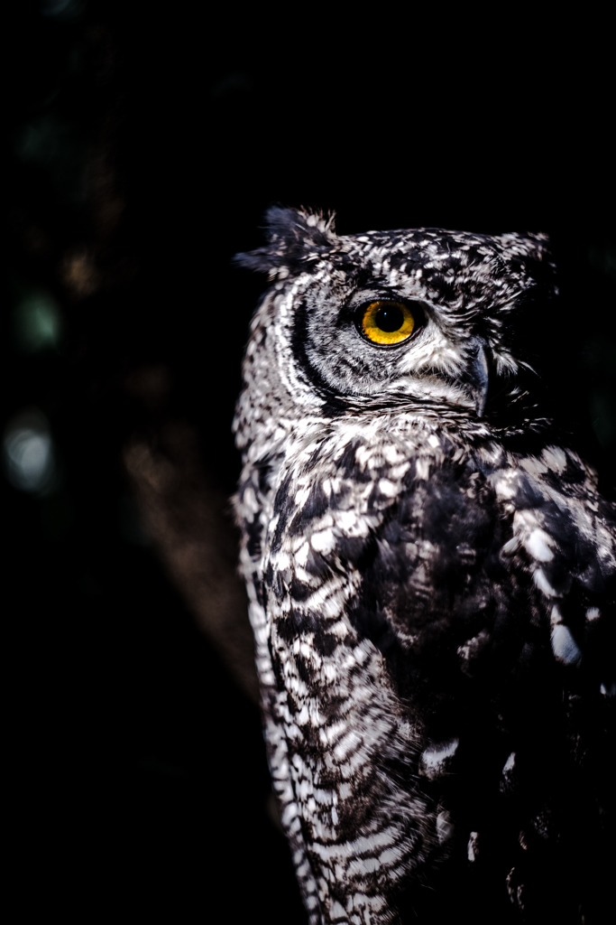 フクロウの森　眼光