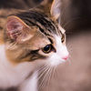 初猫カフェ２