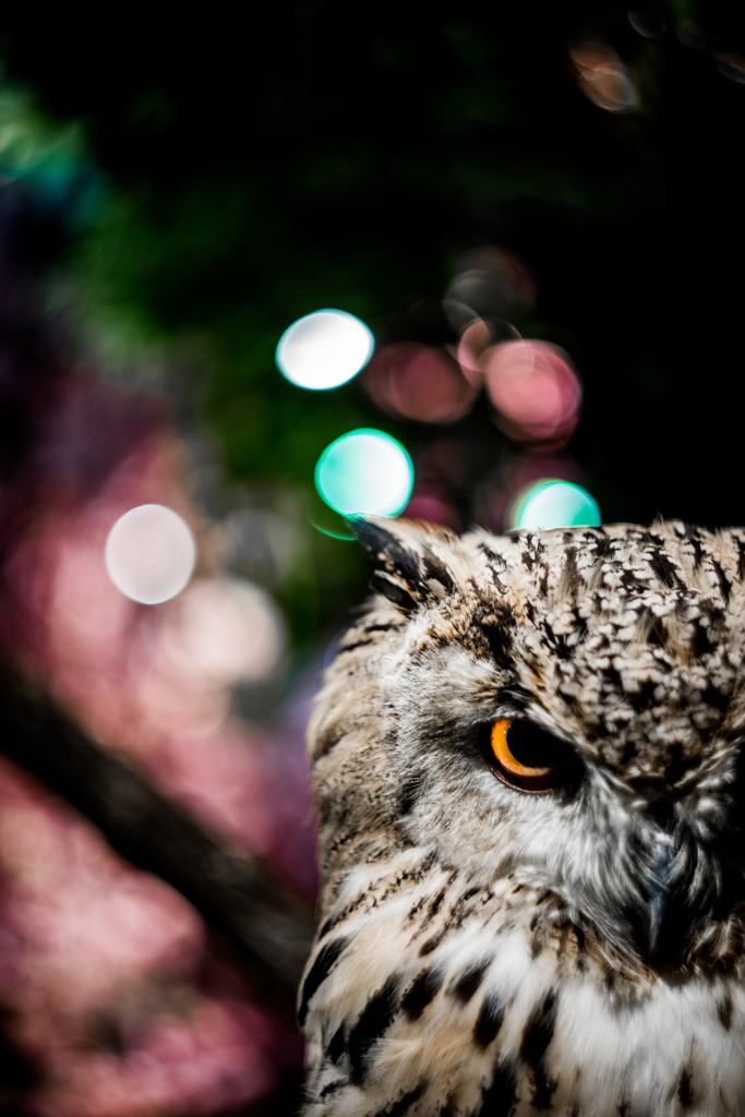 フクロウの森　眼光２
