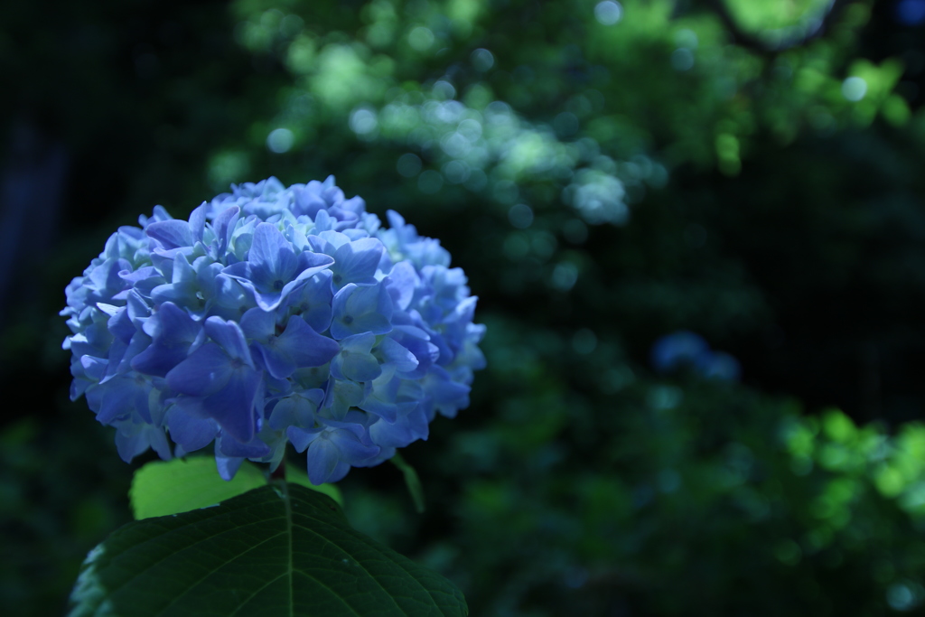 ちょっと暗いか紫陽花