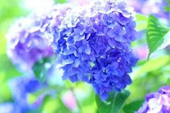 埼玉の紫陽花
