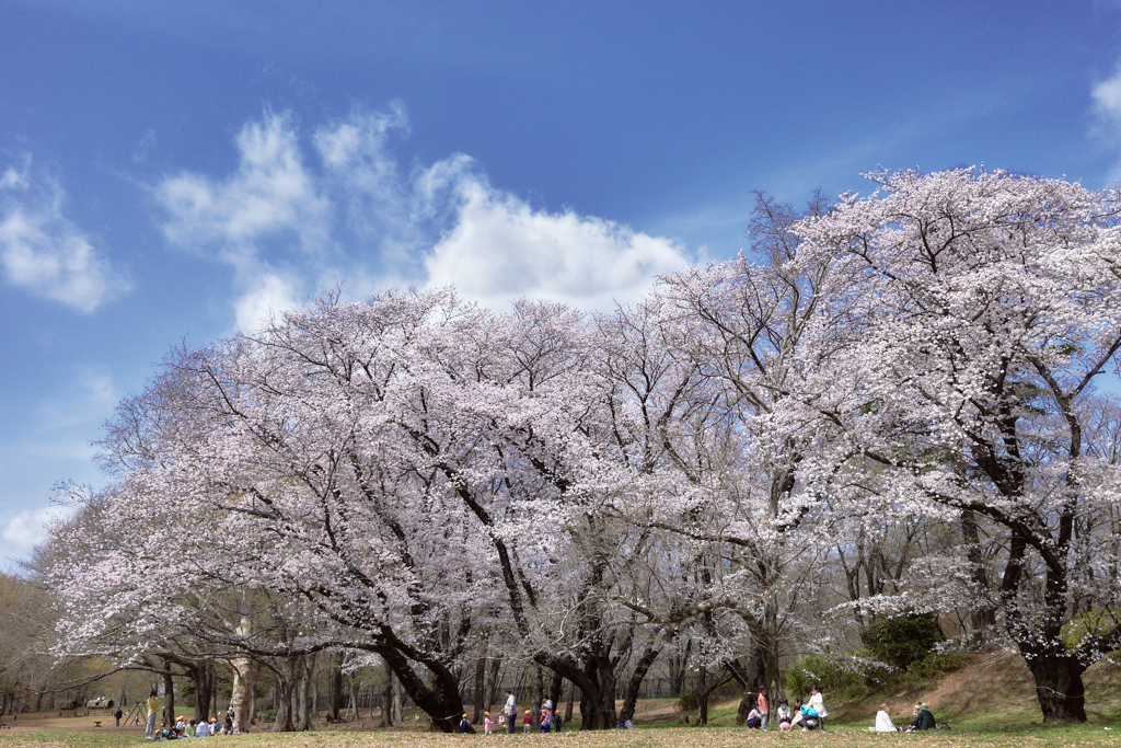 青空と満開の桜の共演