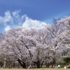 青空と満開の桜の共演