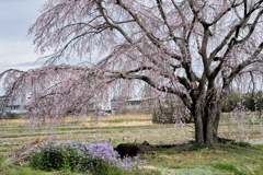 圓通寺の桜も綺麗だけど、近くの桜も素敵♪