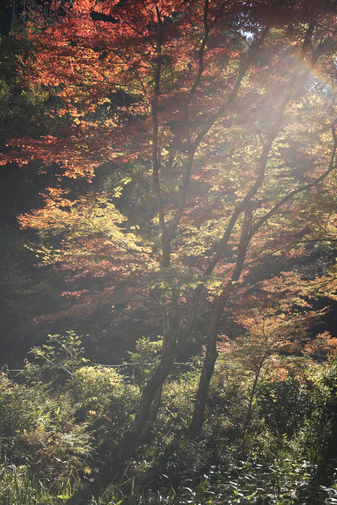 紅葉に光射す