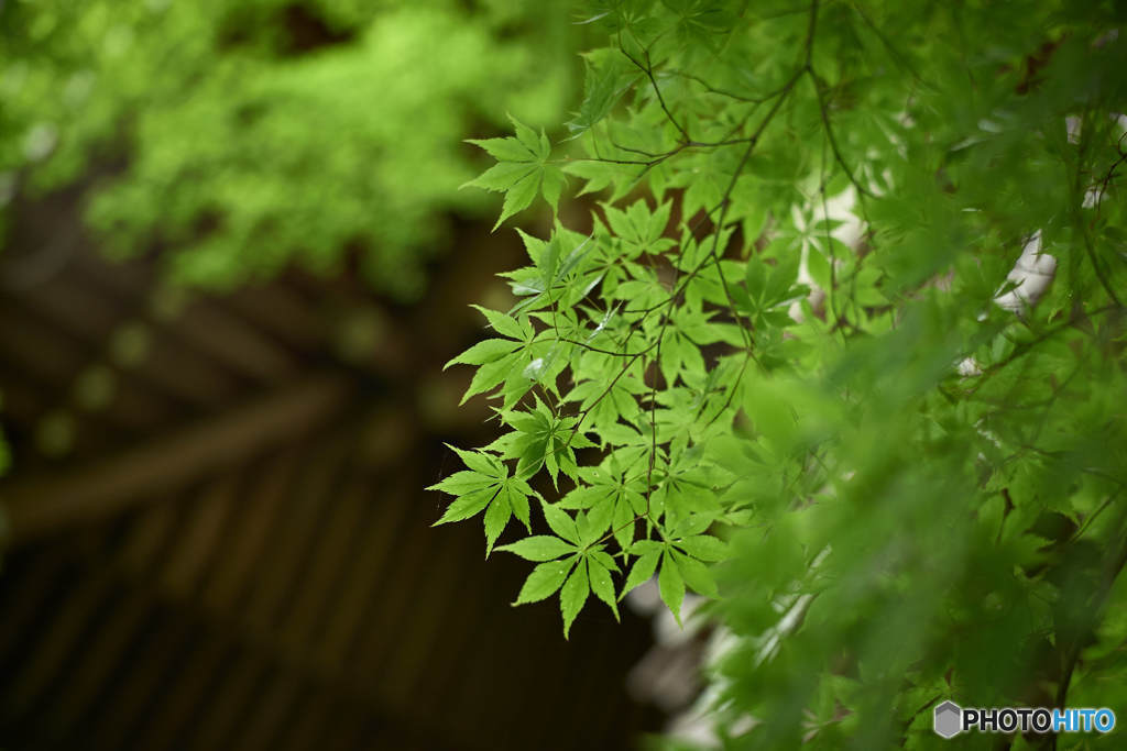 新緑の季節
