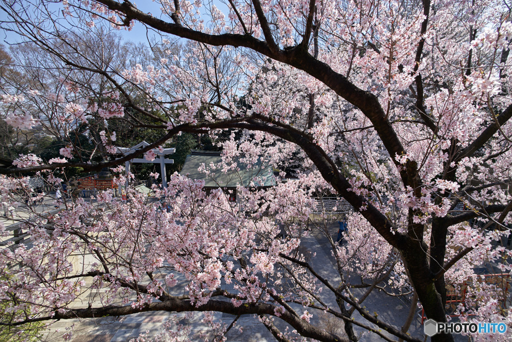目黒不動尊の桜