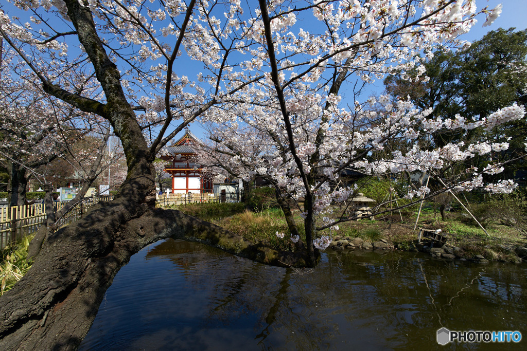 桜池…というかどうかは知りません