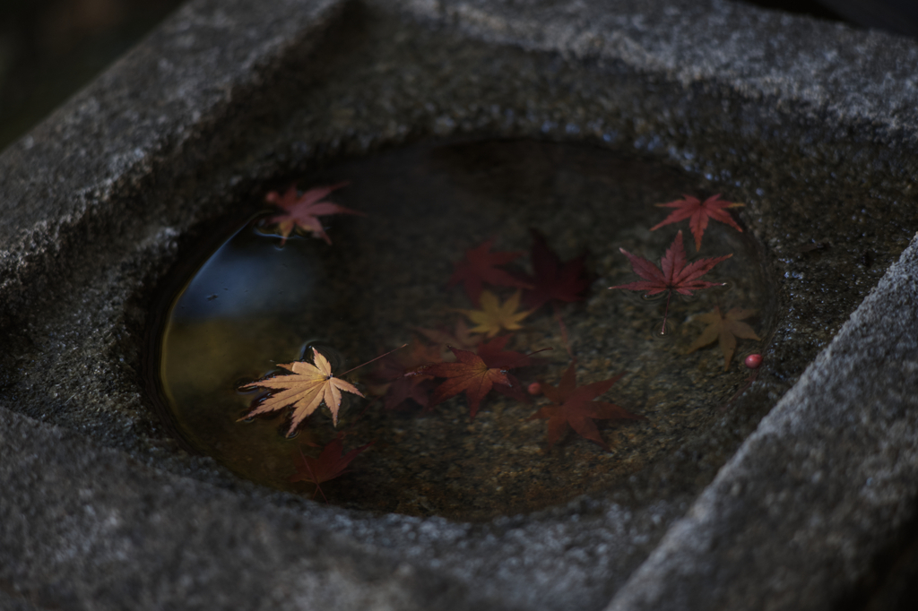 浮紅葉