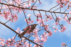 ヒヨ桜