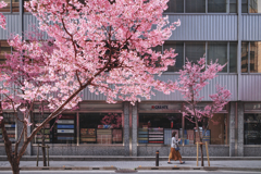 新日本橋のおかめ桜