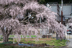 圓通寺の桜も綺麗だけど、近くの桜も素敵♪