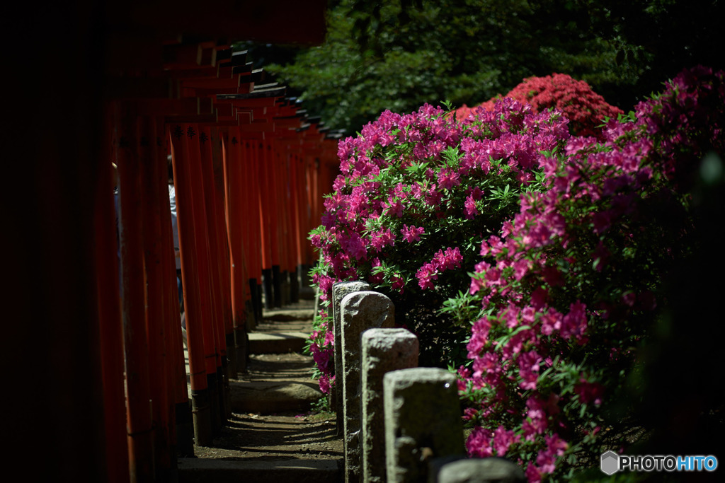 鳥居とつつじ