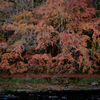 名もなき紅葉