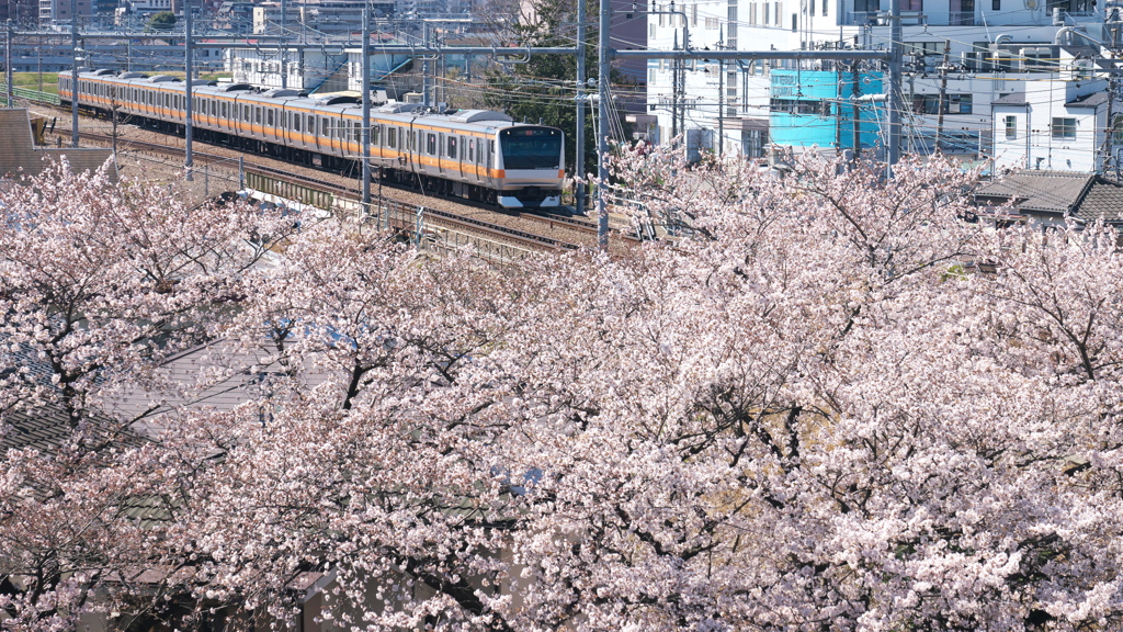 桜とコラボしてる中央線が好きだ！