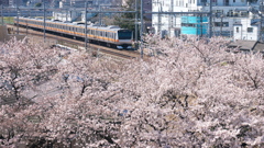 桜とコラボしてる中央線が好きだ！