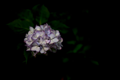 ちょっと変わった紫陽花