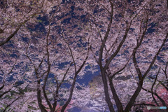 満開の夜桜