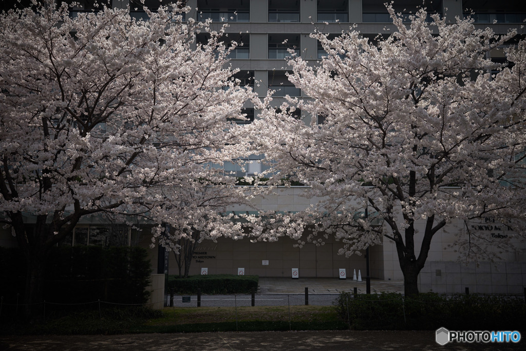 東京ミッドタウンの桜