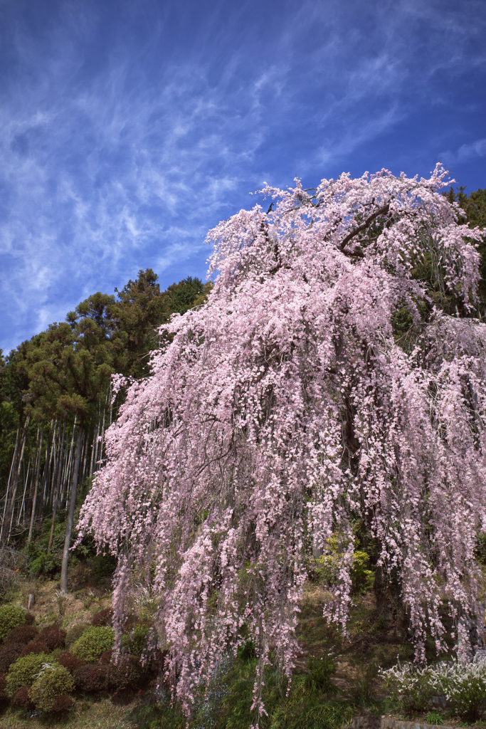 枝垂れ桜に魅せられて