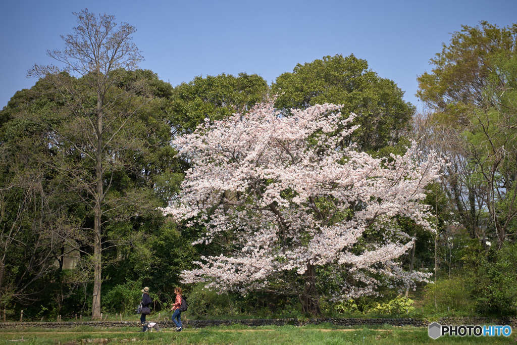 一本桜