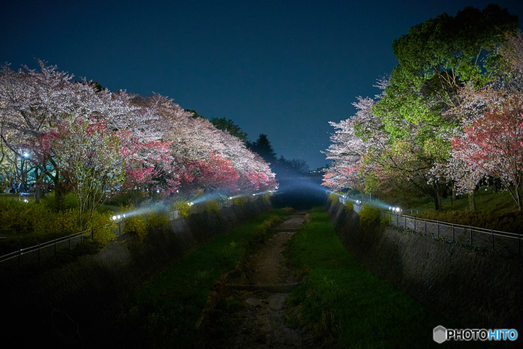 夜桜散歩