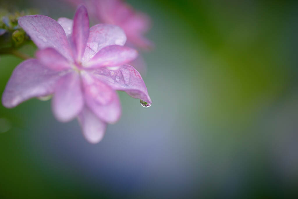 滴る