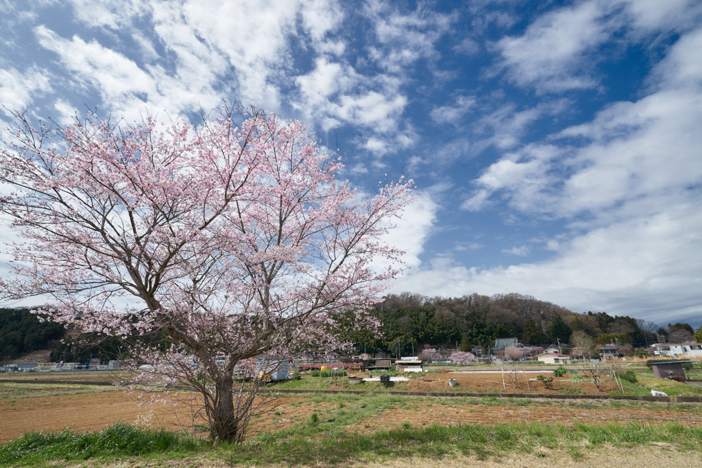 圓通寺の桜も綺麗だけど、近くの桜も素敵♪