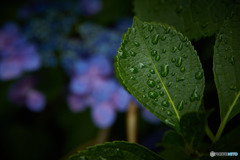 雨が上がって