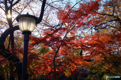 上野恩賜公園の紅葉