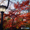 上野恩賜公園の紅葉