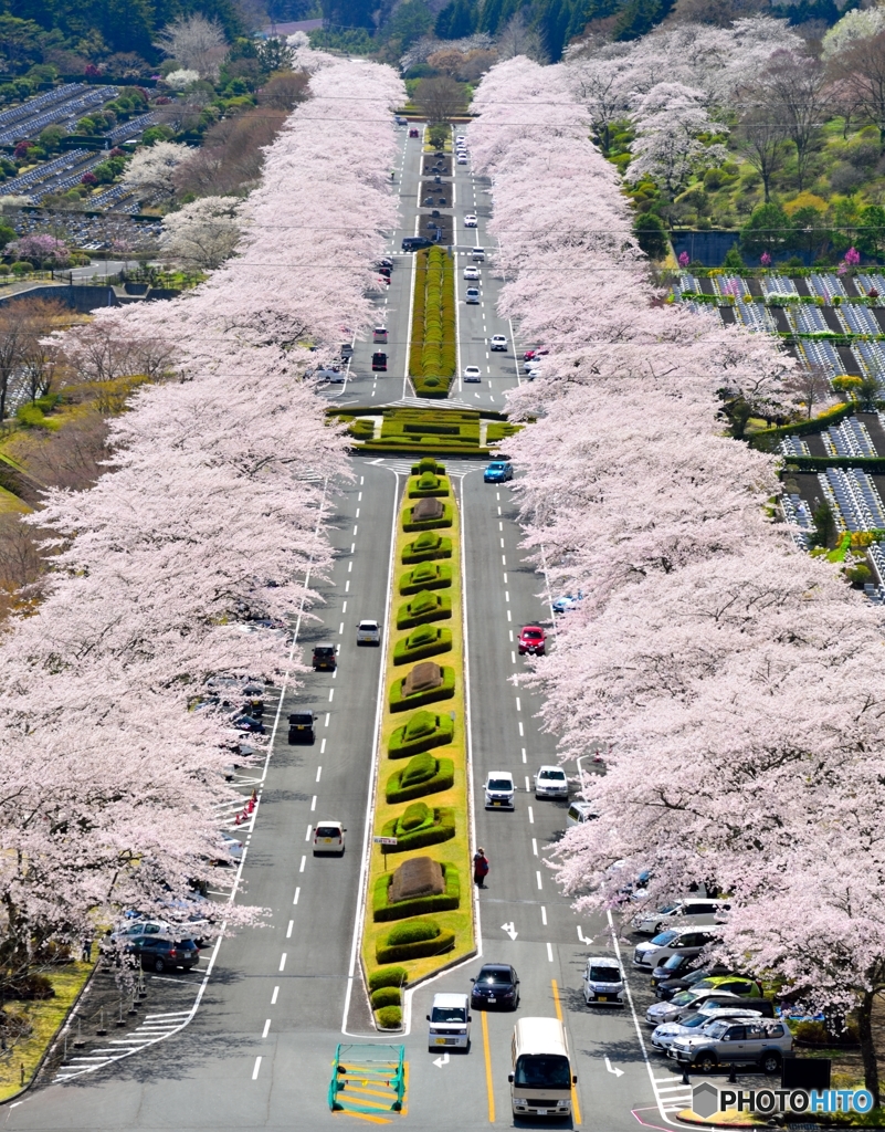 桜並木