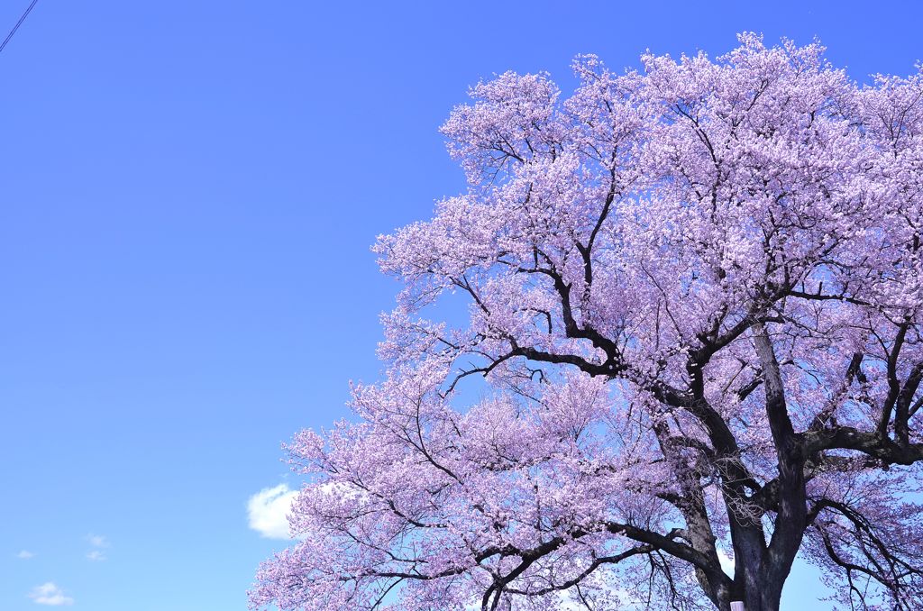 青空と桜