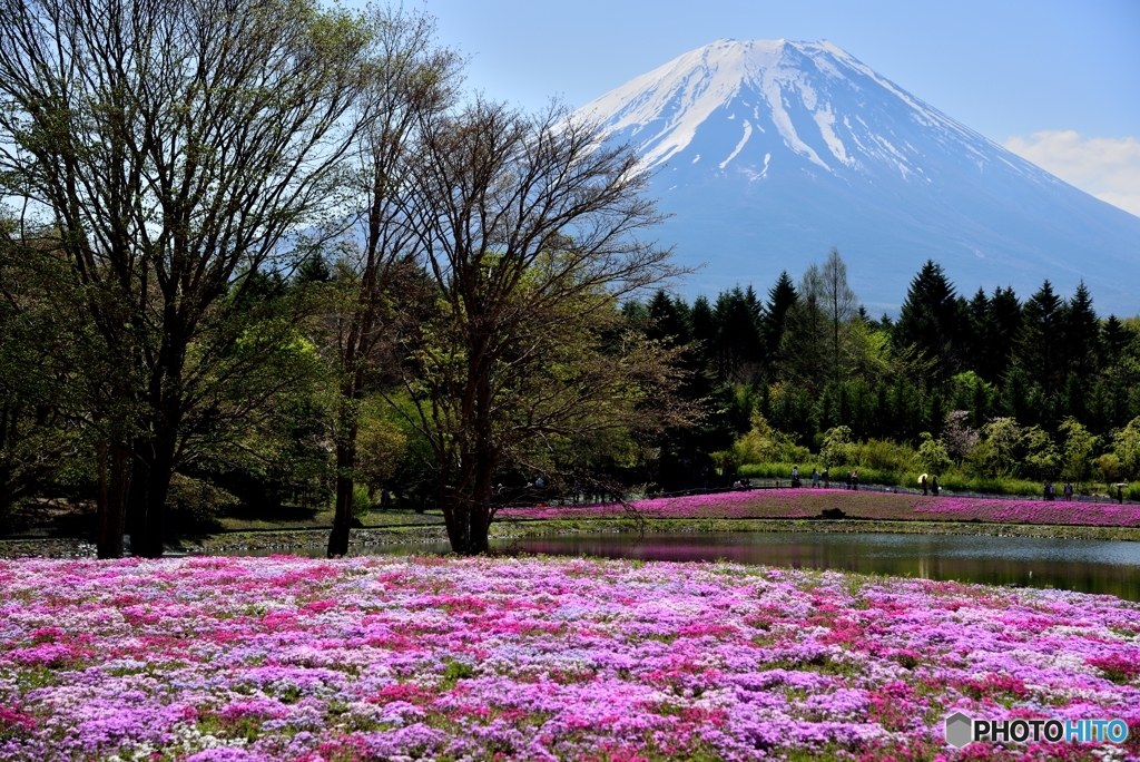 芝桜と富士