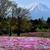 芝桜と富士