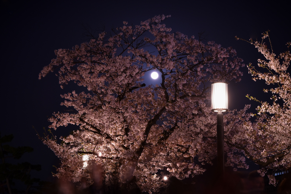 月と桜