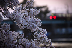 桜と電車