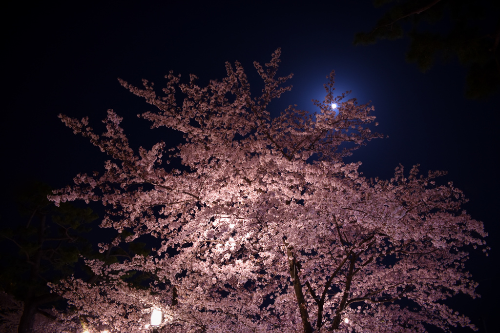 月と桜